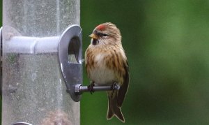 Redpoll