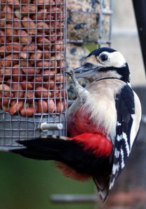 Great Spotted Woodpecker