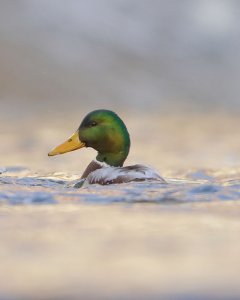 Mallard Portrait