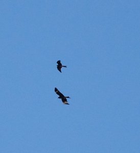 Two high flying kites