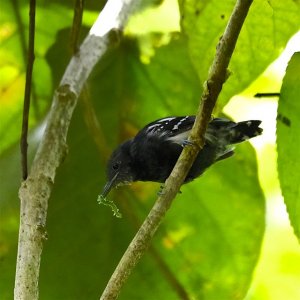 White-flanked Antwren (male)