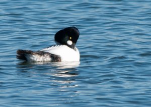 Common Goldeneye