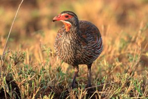 Grey-breasted Spurfowl or Francolin