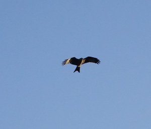 Red Kite above the garden this morning