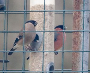 Mr & Mrs B. tucking into breakfast .