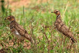 Heuglin's (or three-banded) coursers