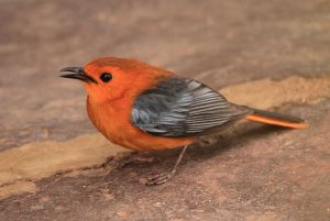 Red-capped Robin-chat