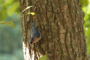 velvet-fronted nuthatch