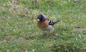 Brambling