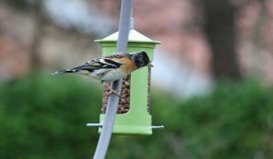 Brambling