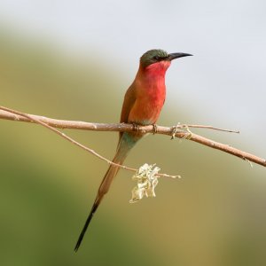 Southern Carmine Bee-eater