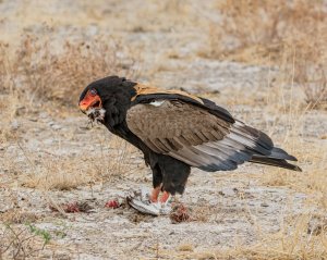 Bateleur Eagle Feeding