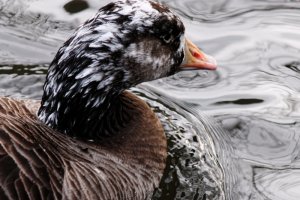 Greylag / Canada Goose Hybrid