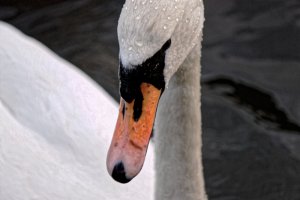 Swan with droplets