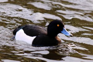 Tufted duck