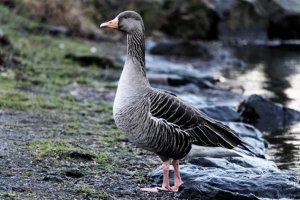 Greylag Goose