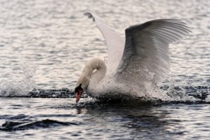 Swan making a splash