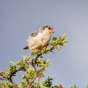 Pygmy Falcon