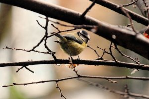 Blue Tit