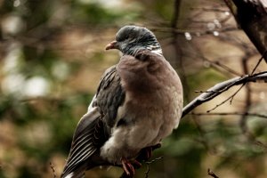 Woodpigeon