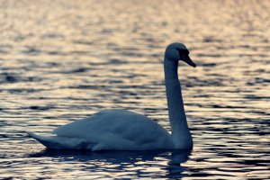 Sunset Swan