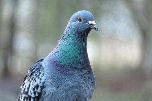 Rock Dove