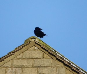 On the roof