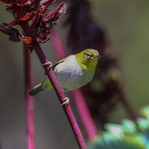 Cape White-Eye