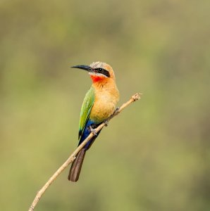 White-fronted Bee-eater