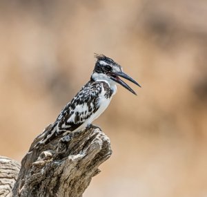 Pied Kingfisher