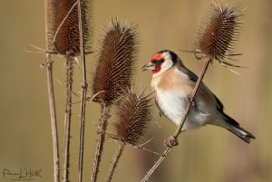 European Goldfinch