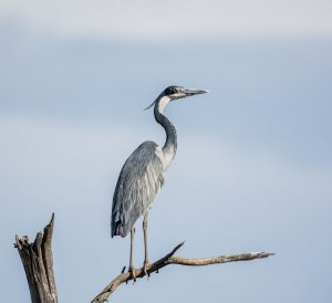 Black-headed Heron