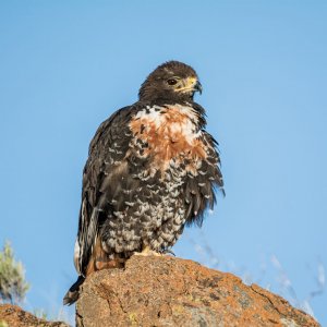 Jackal Buzzard