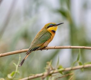 Little Bee-eater