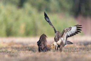 Buteo buteo