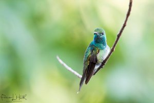 Mangrove Hummingbird