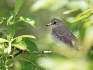 Spotted Flycatcher