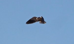 Black-winged Kite