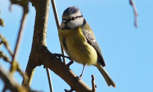 Blue Tit