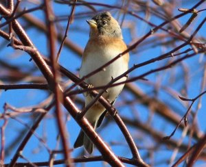 Brambling