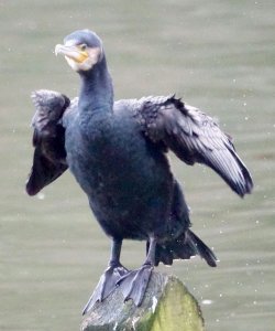 I Said  " Gordon Bennet , don't go in there ,me wings have gone "