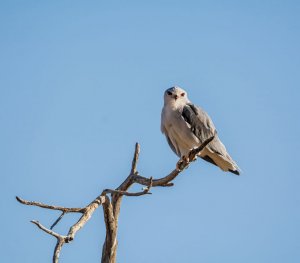 Black-shouldered Kite