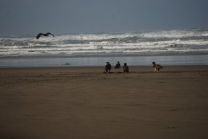 Eagles Pacific Ocean Beach