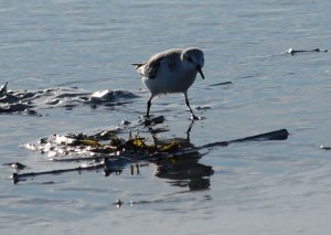 Sand Piper - Pacific Ocean Beach