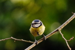 Blue Tit in green garden