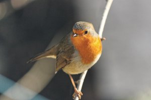 Robin in the tree