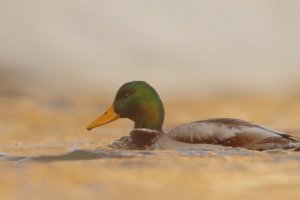 Drake Mallard in Golden Light