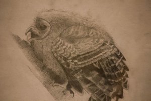 Northern Spotted Owl