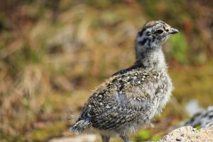 More of the White-tailed Ptarmigan (ADORABLE baby)