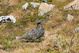 More of the White-tailed Ptarmigan (Mom)